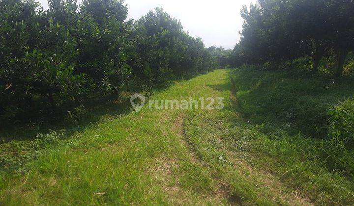 Lahan Kebun Jeruk Produkti Harga Super Murah Dekat Al Hikmah Batu 2