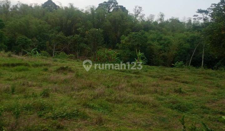 Lahan Sawah Luas Sejuk Asri Subur Strategis Murah Di Kota Batu 1