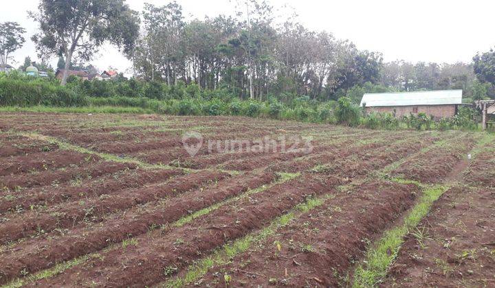 Tanah Pribadi Luas Subur Strategis Dekat Kampus Uin Malang 2