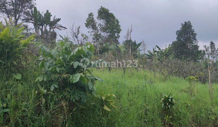 Tanah murah dan subur di Sumbergondo Kota Batu 1