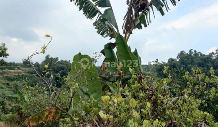 Kebun Jeruk Produktif Subur View Keren Area Bukit Jengkoang Batu 1