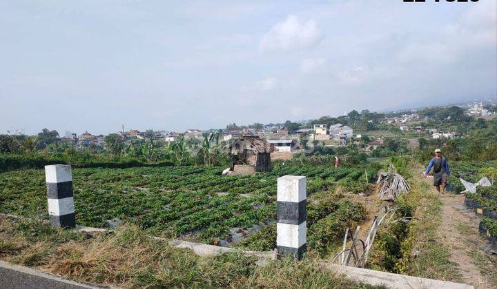 Tanah Utk Inves Poros Jalan Dekat Wisata Petik Buah Bumiaji Batu 1