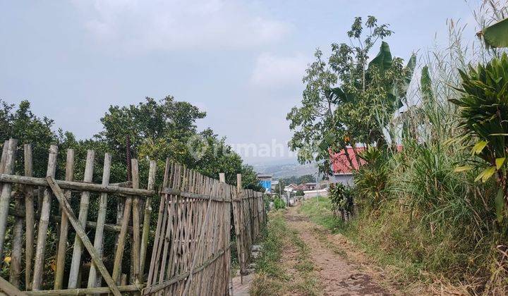 Kebun Jeruk Subur Produktif View Gunung Dekat Wisata Kota Batu 2