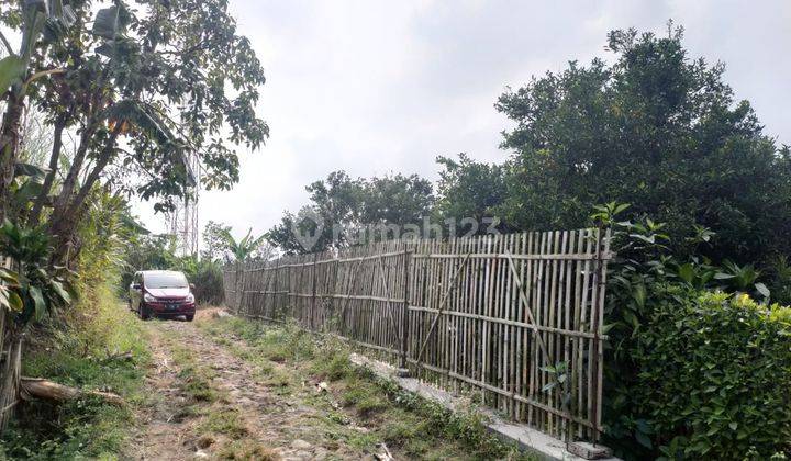 Kebun Jeruk Subur Produktif View Gunung Dekat Wisata Kota Batu 2