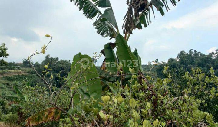 TANAH SUBUR KEBUN JERUK HARGA ISTIMEWA DI BUMIAJI KOTA BATU. 1