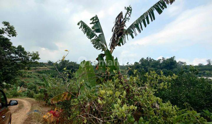 TANAH SUBUR KEBUN JERUK HARGA ISTIMEWA DI BUMIAJI KOTA BATU. 2