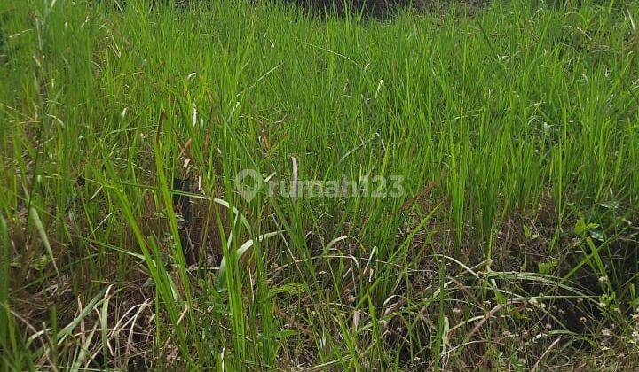 Tanah Subur Murah Untuk Kebun Atau Sawah Udara Sejuk Kota Batu 2