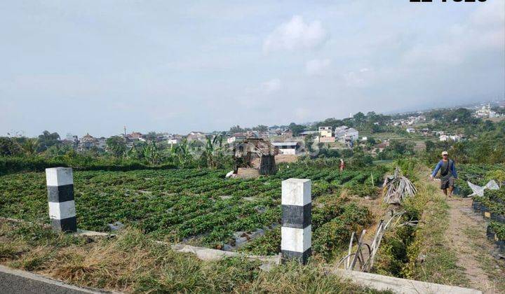 TANAH KEBUN SUBUR HARGA ISTIMEWA DI BUMIAJI KOTA BATU. 1