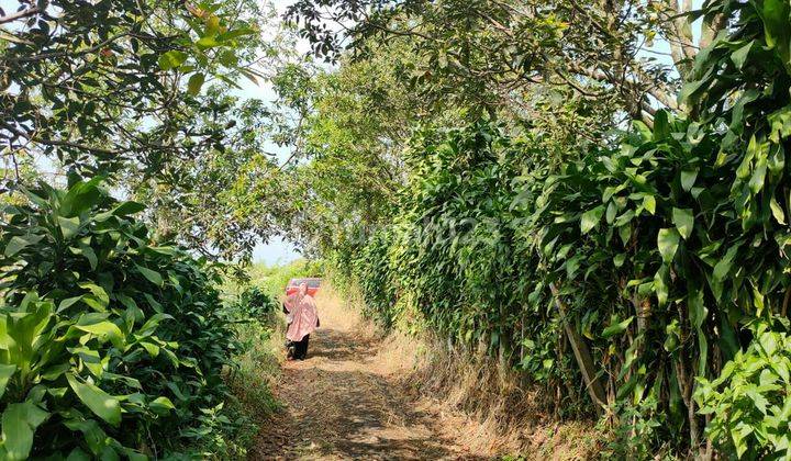 TANAH KEBUN SUBUR HARGA BAIK DI KECAMATAN BUMIAJI KOTA BATU. 2