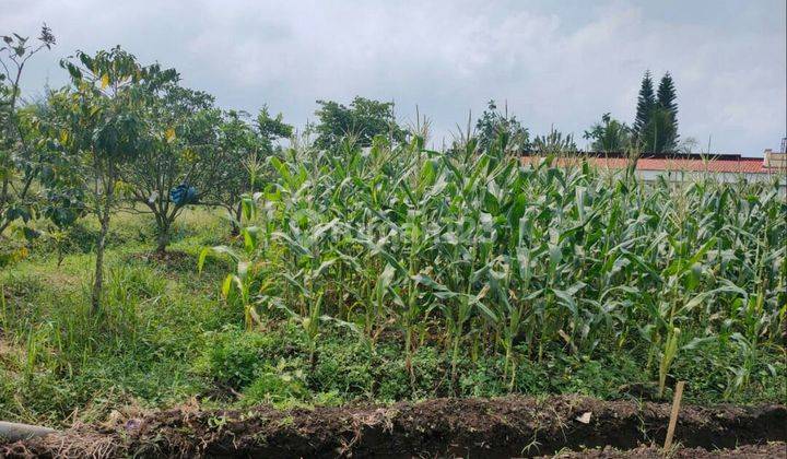 TANAH SAWAH SUBUR HARGA BAGUS DI BUMIAJI KOTA BATU. 1