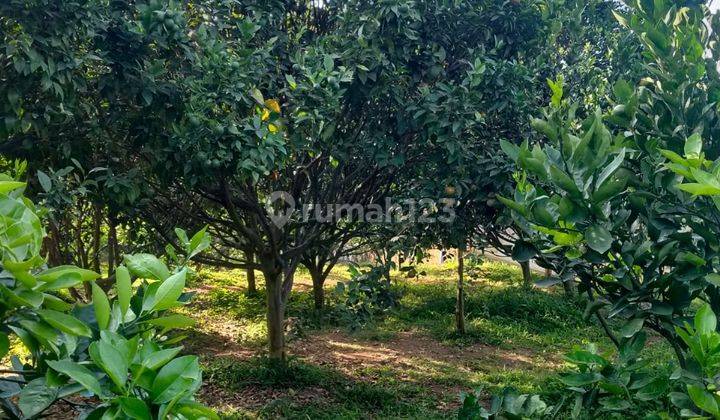 Tanah Kebun Jeruk Produktif Murah di Junggo Batu 1