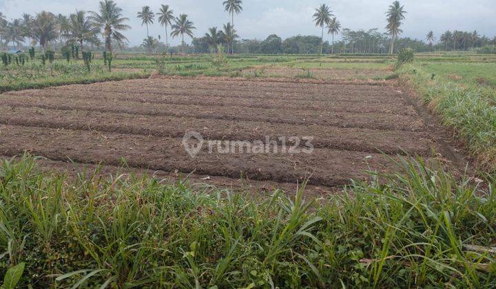 Tanah Prospek Bagus Utk Inves Dan Potensial Utk Usaha Di Pakis 2