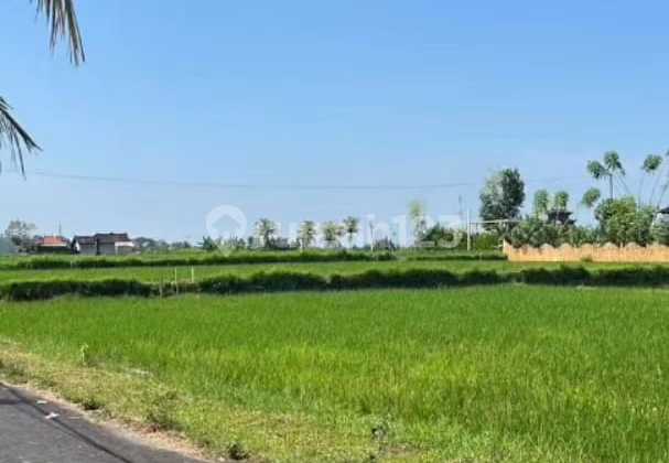 For Rent Villa Rice Field View 10 Menutes From Mongkey Forest 10 Menutes From Rusters Kafe Price 17.000.000. Rice Field View 10 Menutes From Mongkey Forest Center Ubud Gianyar Bali Indonesia  2