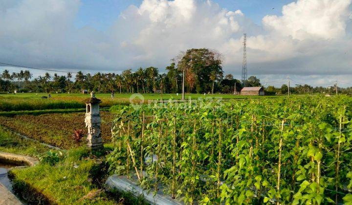 FOR Rent Villa in the middle of rice field view Sayan Ubud Bali, 10 menutes from Central Ubud 5 menutes From RUsters Kafe Sayan Ubud Bali Indonesia rice field view, Rental 1 Month free 2 Day no charge  2
