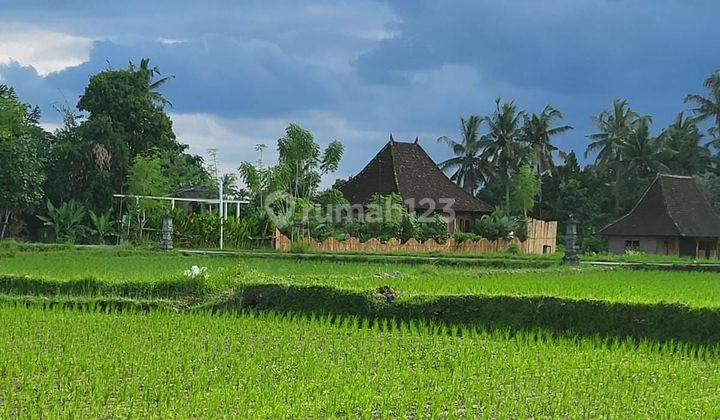 For Rent Villa Rice Field View Sayan Ubud Gianyar Bali 10 Menutes From Mongkey Forest Center Ubud Gianyar Bali 5 Menutes From Ruster Kafe Good Location Strategis 40 Menutes From Canggu  2