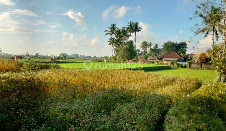 UBUD BALI VILLA Rice Field View only 5 menutes from RUsters Kafe Sayan Ubud Bali Indonesia strategis near From Westin Ubud 12 menutes from Central Ubud Bali Indonesia  1