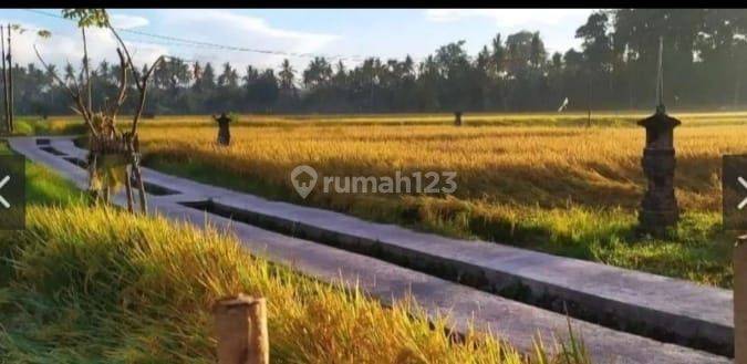 For rent Villa Rice Field View Bali Ubud 10 menutes from mongkey forest and 40 menit from Canggu Bali Indonesia strategis near From RUsters Kafe  1