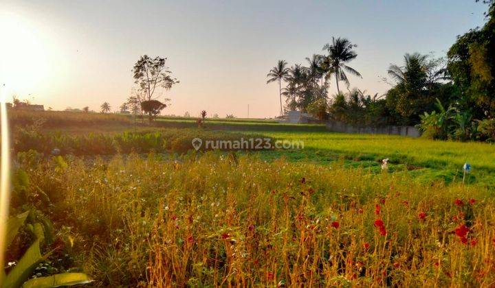 For rent Villa 10 menutes from mongkey forest center ubud 40 menit ke Canggu Bali Indonesia with rice field view only 10 menutes from Central Ubud  2