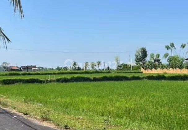 For rent Villa 10 menutes from mongkey forest center ubud 40 menit ke Canggu Bali Indonesia with rice field view only 10 menutes from Central Ubud  1