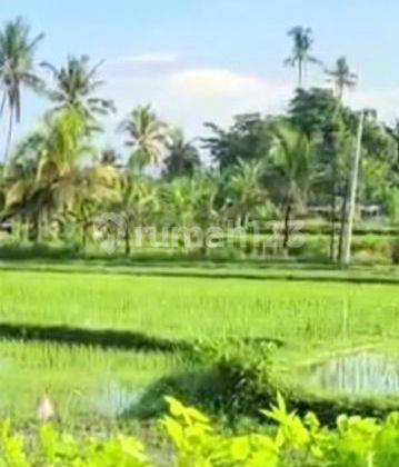 

Villa Rental Location in the middle of a large, quiet rice field with no neighbors

Dikontrakkan Villa very beautiful sunset Rice Field View 2 bedroom 2 bathroom swimming pool 10 menutes from Central Ubud Mongkey forest IDR 155.000.000 lokasi strategis  1