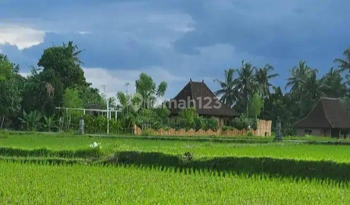 For rent villa ubud rice field view 5 menutes from RustersKafe Sayan Ubud Gianyar 10 menutes from mongkey forest center ubud Bali 10 menutes from Pepito Supermarket  2