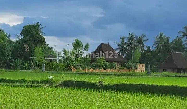 For Rent Villa Ubud 3 Bedroom Beautiful Rice Field View Sayan Singakerta Ubud Gianyar 10 Menutes From Mongkey Forest Sentral Ubud Gianyar 40 Menit From Canggu Nyanyi Beach Tanah Lot Tabanan Bali Indonesia Strategis Price Idr 19.000.000 Per Month ......for 2