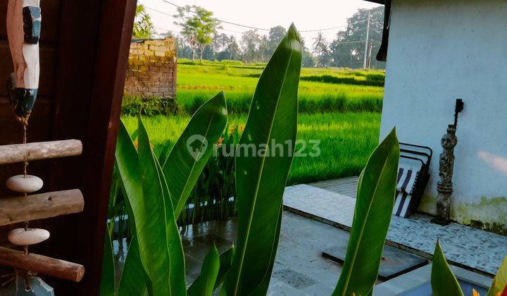 For Rent Villa Ubud Rice Field View 10 Menutes From Central Ubud  2