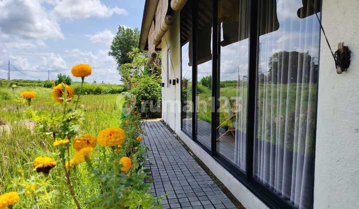 For Rent Villa Rice Field View 10 Minutes From Monkey Forest Center Ubud Bali Indonesia Strategic 40 Minutes From Canggu Nyanyi Beach For Rent Villa Rice Field View 10 Minutes From Monkey Forest Center Ubud Bali Indonesia Strategic 40 Minutes From Canggu Nyanyi Beach