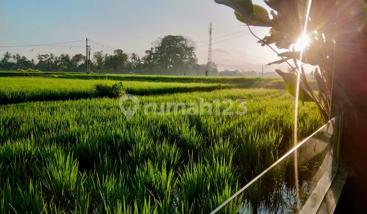 Di Rental Villa Rice Field View Ubud Gianyar Bali 10 Menutes From Central Ubud Bali Mongkey Forest 5 Menutes From Rusters Kafe Sayan  2