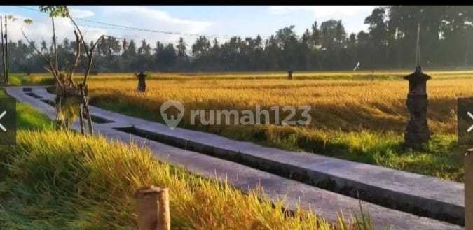 For Rental Villa rice field view Sayan Ubud Gianyar Bali 10 menutes from mongkey forest sentral Ubud Gianyar 40 menutes from Canggu Nyanyi beach Tanah Lot 5 menutes from Ruster Kafe Sayan Ubud 10 menit ke pusat sentral Ubud mongkey forest center ubud Bali 1