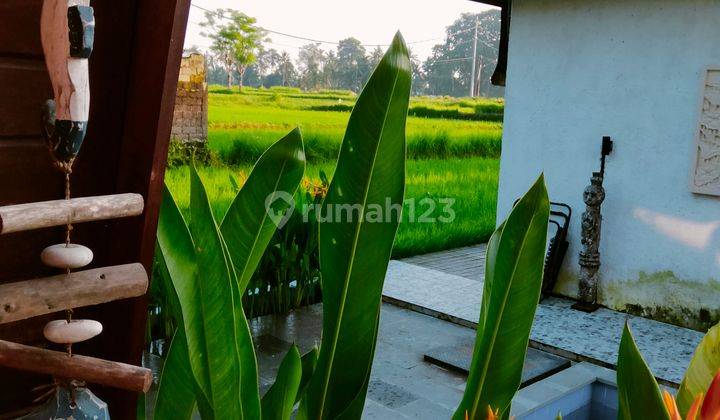 For rent Villa Ubud 10 menutes from Central Ubud mongkey forest center Ubud Gianyar 3 bedroom 3 bathroom swimming pool in the middle of the Sayan rice fields 10 menutes from mongkey forest center Ubud Gianyar Bali SHM House Good for rent again  1