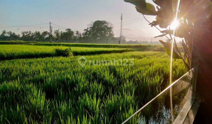 Ubud villa for rent in the middle of sunset rice fields. The most beautiful Rice Field View in the world with rice field view Sayan Ubud Bali 40 minutes from Canggu Bali Indonesia the best seller  2