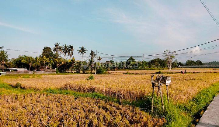 For Rent Villa Rice Field View Ubud Bali 2 Bedroom Villa Available December 3 And Available Now 1 Bedroom With Natural Panoramic Views Of The Most Beautiful Rice Fields In Ubud, Feel The Sensation 10 Menit From Mongkey Forest Sentral Ubud 40 Menutes To Ca 2