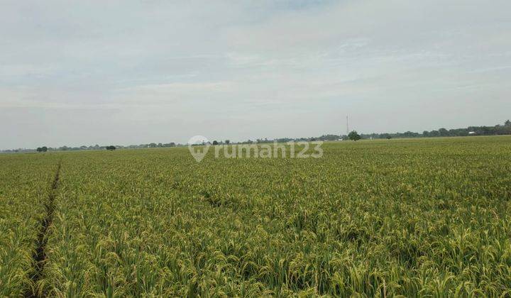Di Jual Lahan 2 Hektar Lokasi Ds.sukabakti Kec. Tambelang. 2