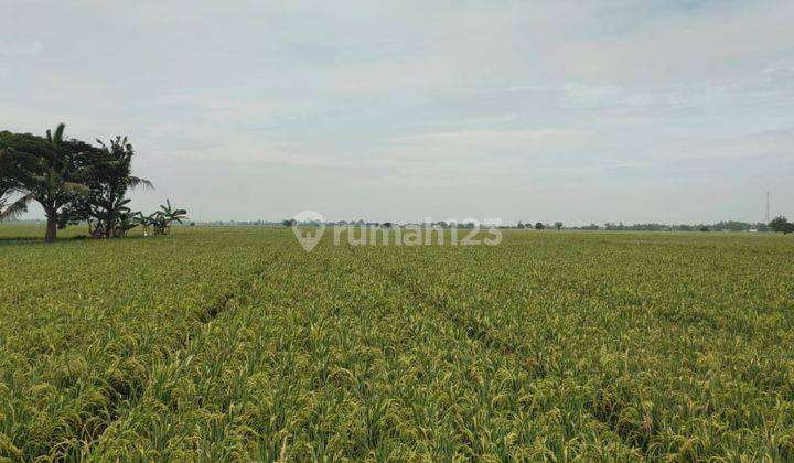 Di Jual Lahan 2 Hektar Lokasi Ds.sukabakti Kec. Tambelang. 3