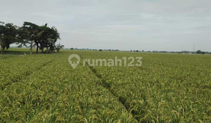 Di Jual Lahan 2 Hektar Lokasi Ds.sukabakti Kec. Tambelang. 5