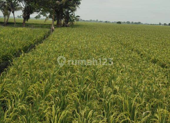 Di Jual Lahan 2 Hektar Lokasi Ds.sukabakti Kec. Tambelang. 1