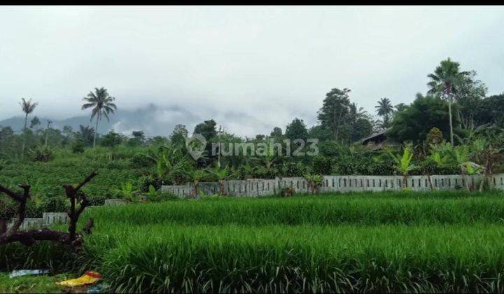 Dijual Tanah Pasawahan, Dekat Dari Tol Cigombong di Cicurug, Sukabumi, Jawa Barat 2