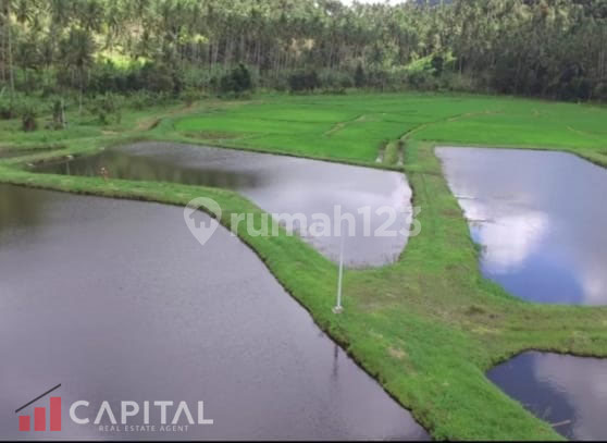 Jual Cepat Tanah Dengan View Terbaik di Dimembe, Minahasa Utara 2