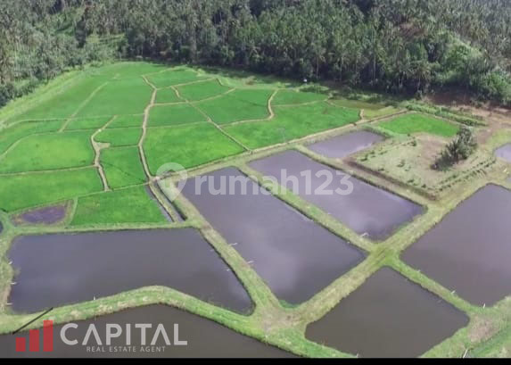 Jual Cepat Tanah Dengan View Terbaik di Dimembe, Minahasa Utara 1
