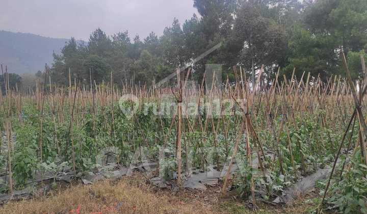 Tanah Luas Dengan View Gunung Cocok Untuk Villa Ataupun Wisata di Lembang Bandung Barat