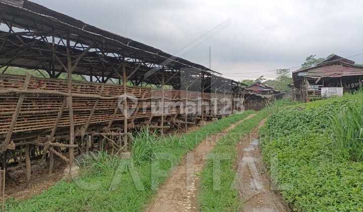 Gudang Peternakan Ayam Petelur di Desa Sukaraksa Bogor Barat Gudang Peternakan Ayam Petelur di Desa Sukaraksa Bogor Barat