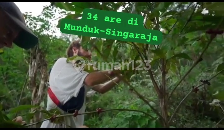 Dijual Tanah Luas Sangat Dekat Dengan Area Pariwisata Munduk Balii