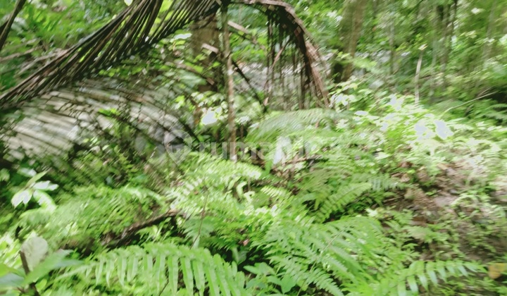 Cheap Sale, Flat and Safe Large Land in Tabanan, Bali. Cheap Sale, Flat and Safe Large Land in Tabanan, Bali.