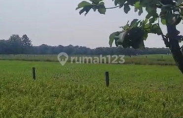 Dijual Tanah Industri  11 Ha Lokasi Prima di Subang Dekat Pabrik BYD dan Vinfast 1