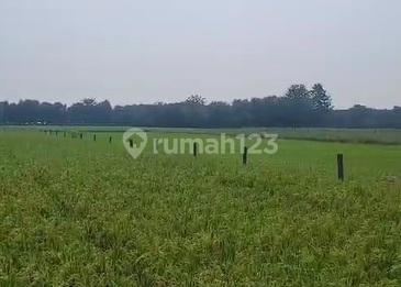 Dijual Tanah Industri  11 Ha Lokasi Prima di Subang Dekat Pabrik BYD dan Vinfast 2