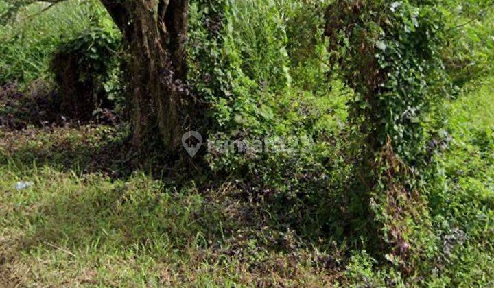 Gudang 850m2 di maumbi disewakan  3