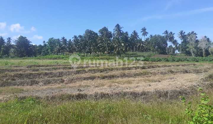 Tanah 40~90 H Desa Batu Likupang Cocok Buat Perkebunan Pertanian 2