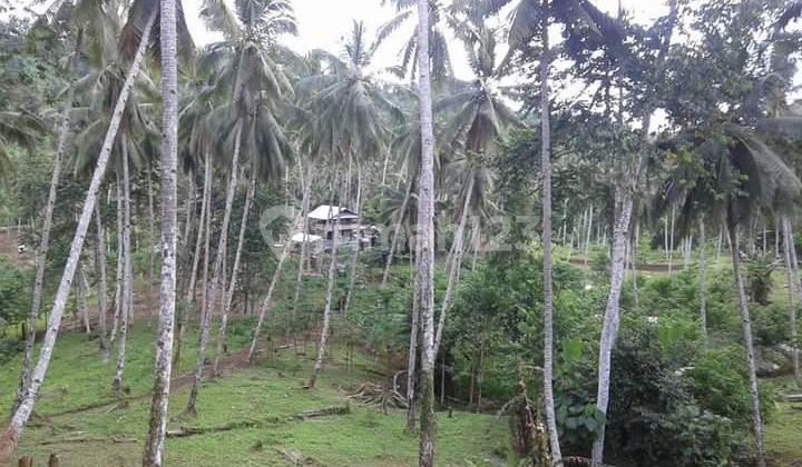 Tanah 35h Pinggir Pantai Tumpaan Cocok Buat Pelabuhan Wisata Laut 2