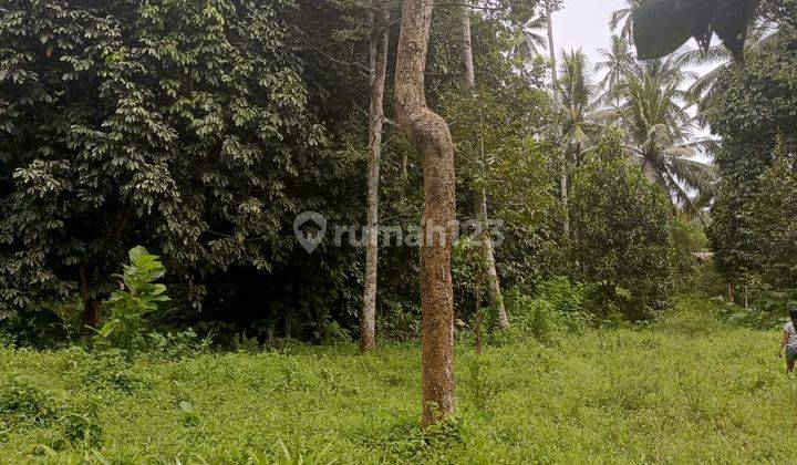 Tanah 53h Di Munte Amurang Cocok Buat Perkebunan Dan Pertanian 2